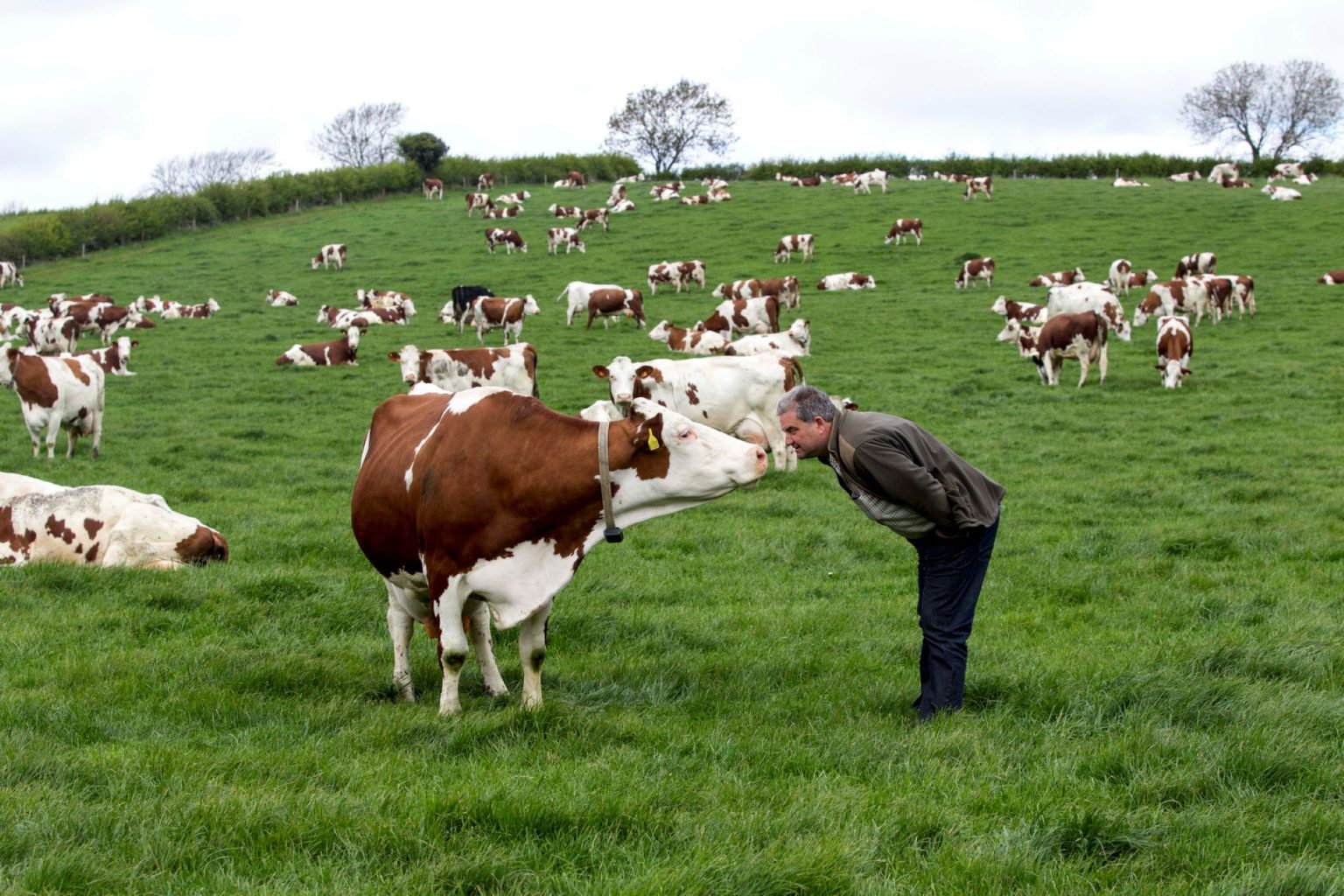 Të Rinjtë Në Kërkim të Alternativave: Pse Po Largohen nga Blegtoria
